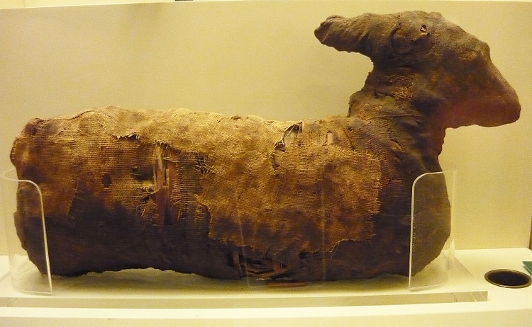 Ancient Egyptian Gazelle Mummy