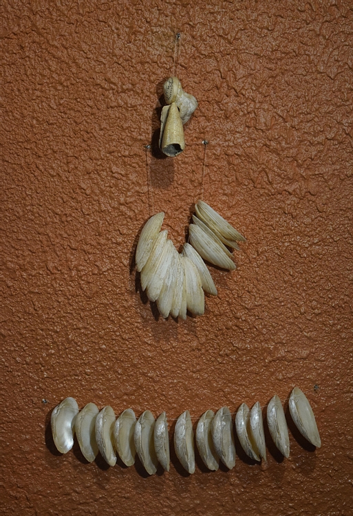 Ancient Armenian Seashells
