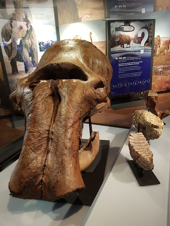 Woolly Mammoth Skull