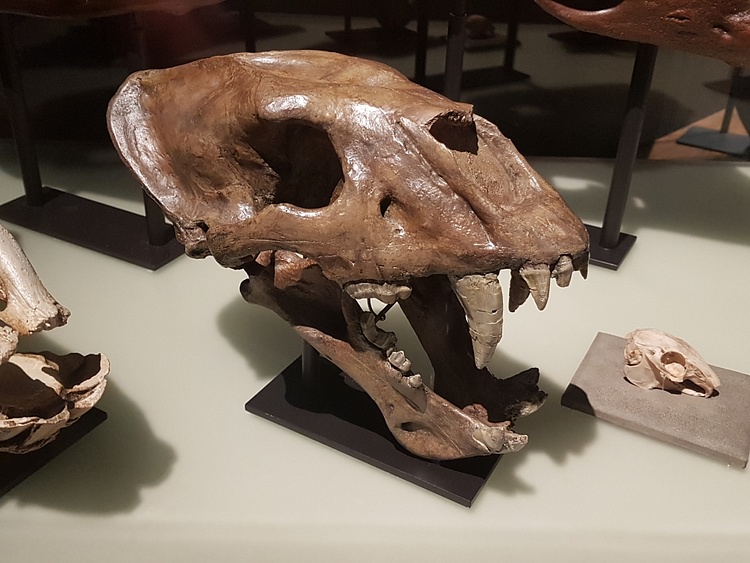 Homotherium Skull