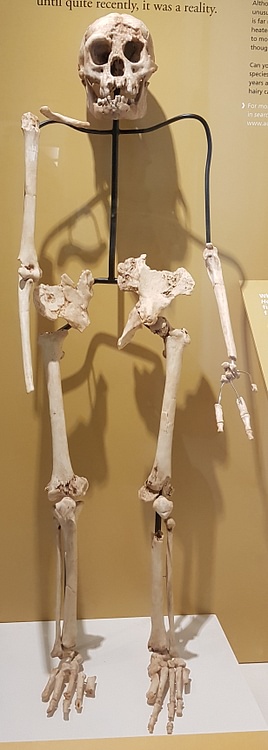 Homo Floresiensis Skeleton