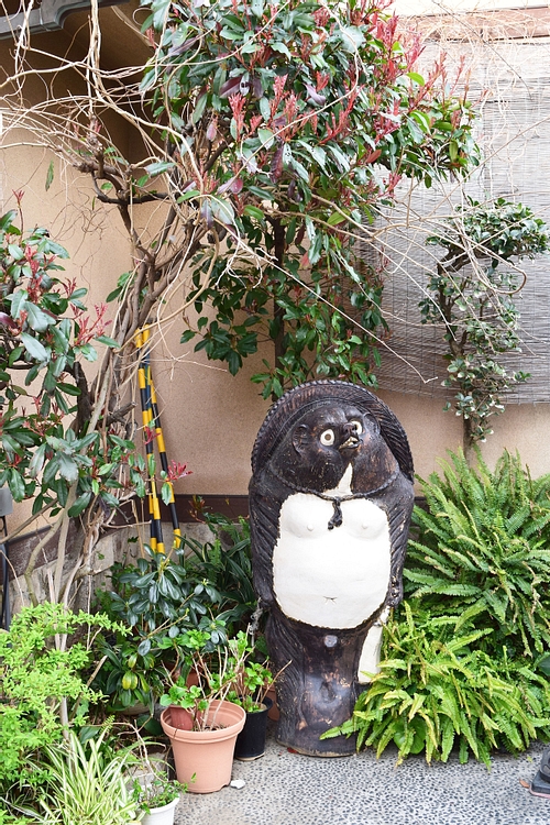 Japanese Tanuki