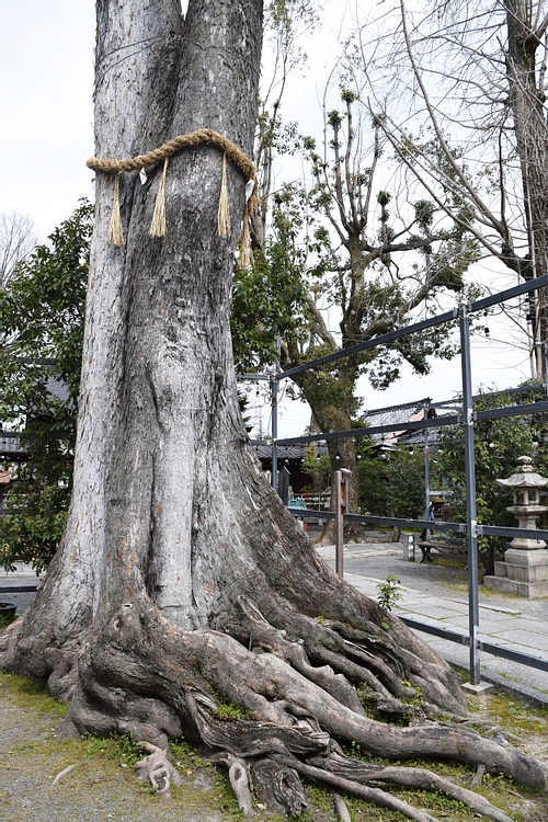 A Sacred Tree at the Agata Shrine in Uji, Japan