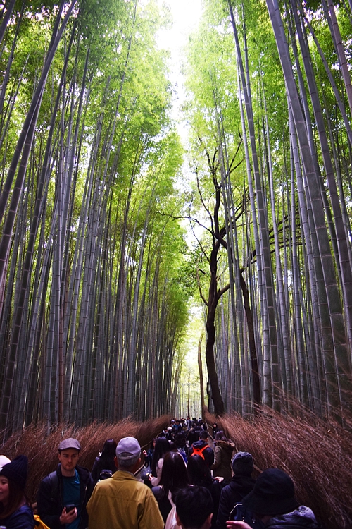 Arashiyama Bamboo Forest in Japan