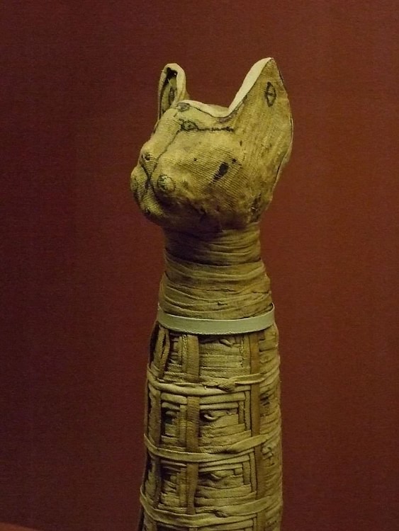 Cat Mummy