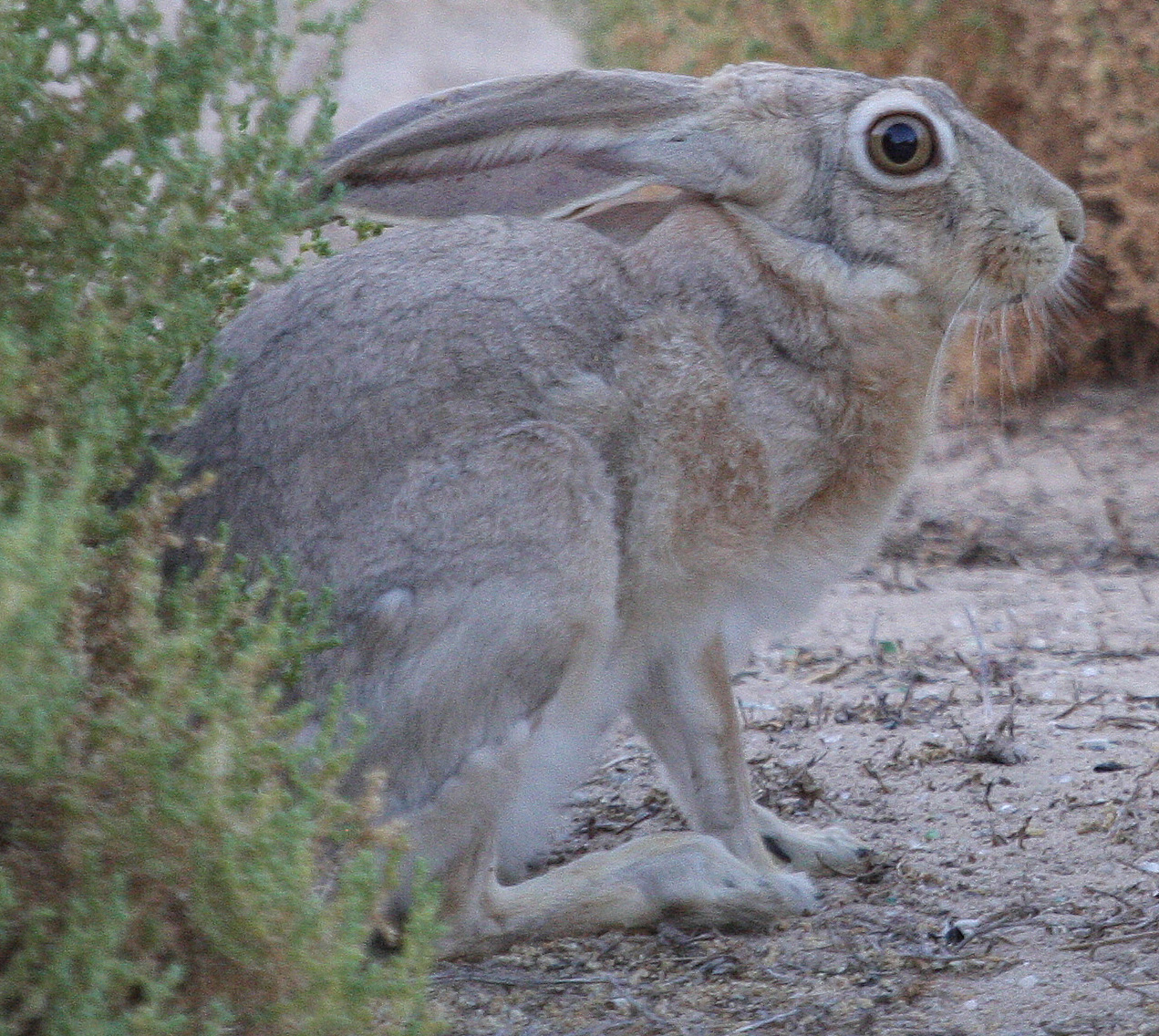 North American Jackrabbit - World History Encyclopedia