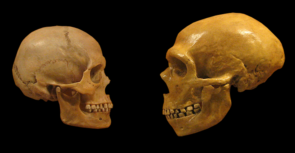 neanderthal skull front