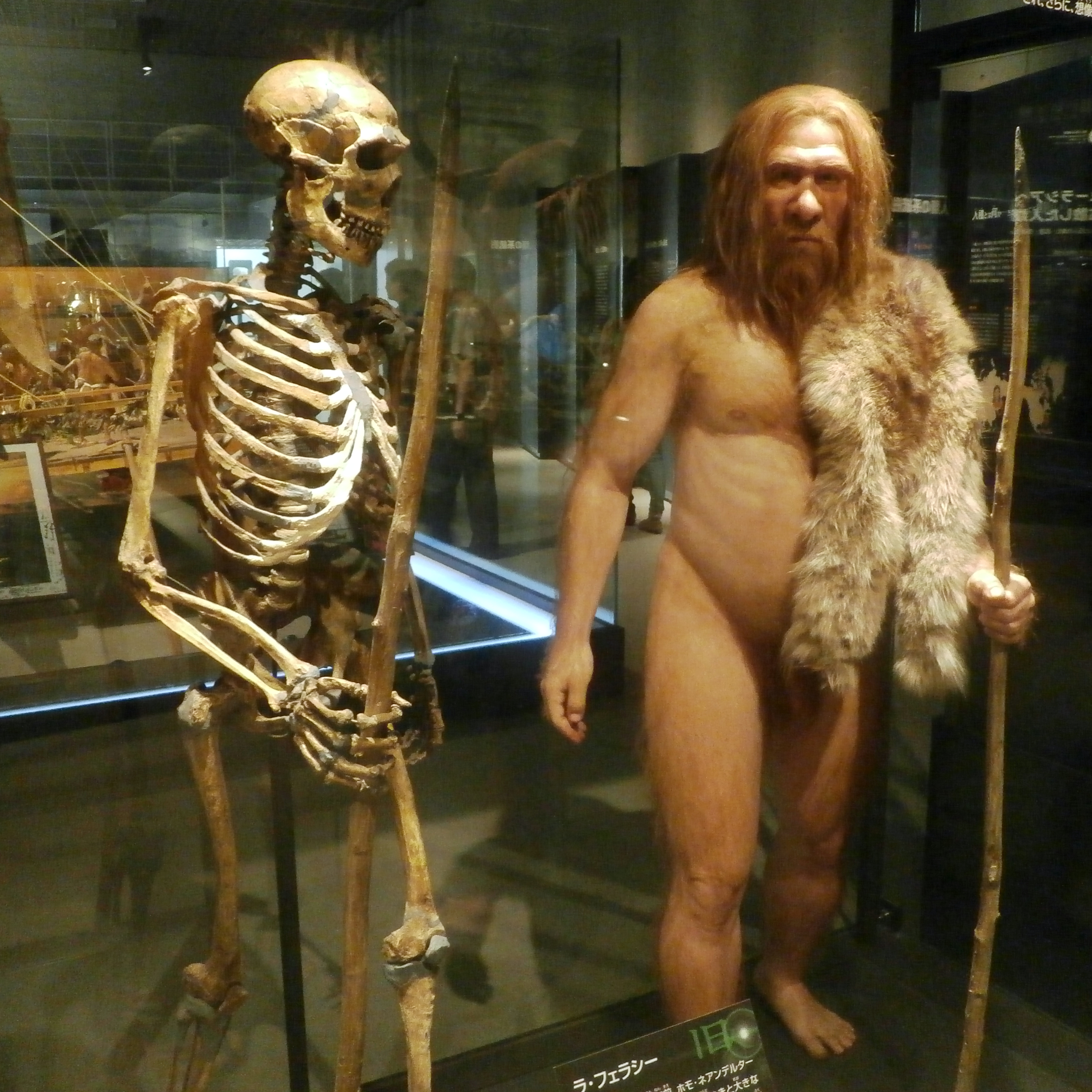 Neand Neanderthal Skeleton & Reconstruction - World History Encyclopedia