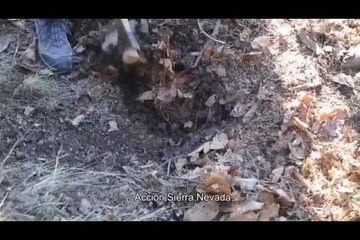 Documentary the rehabilitation of the traditional irrigation system of Barjas (Cáñar, Granada)