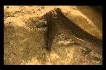 Neolithic Flint Mines at Spiennes (Mons) (UNESCO/NHK)