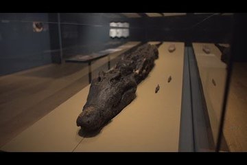 Conservation of a Crocodile Mummy
